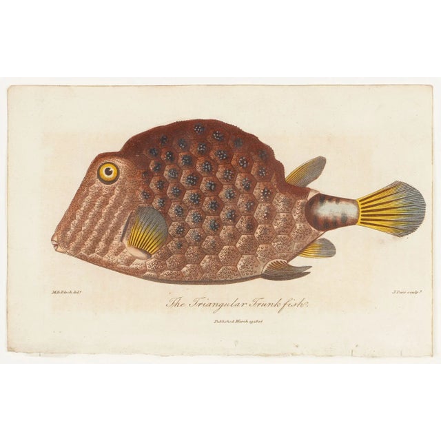 This scarce first edition hand colored engraving is from Sir Charles Linnaeus & Ebenezer Sibley's "A Genuine and Universal...