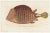 This scarce first edition hand colored engraving is from Sir Charles Linnaeus & Ebenezer Sibley's "A Genuine and Universal...