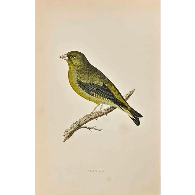 Greenfinch is a modern artwork realized in 1870 by the British artist Alexander Francis Lydon (1836-1917) . Woodcut print,...