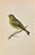 Greenfinch is a modern artwork realized in 1870 by the British artist Alexander Francis Lydon (1836-1917) . Woodcut print,...