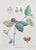 Vincenzo Tenore, Calycanthus Floridus, Lithograph, 1870s For Sale