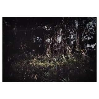 AH, Nature Image, 1991, Photographic Print For Sale