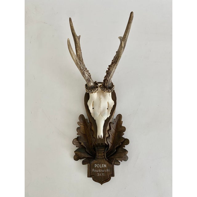 1970s 1971 German Black Forest Roe Deer Antlers For Sale - Image 5 of 6