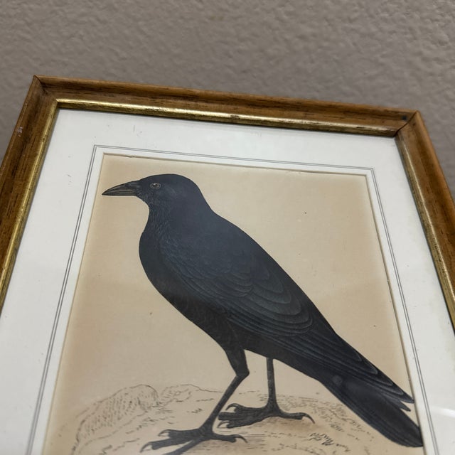 1970s Crow Illustration Print Framed Ornithology Wall Art For Sale In New Orleans - Image 6 of 6