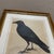 1970s Crow Illustration Print Framed Ornithology Wall Art For Sale In New Orleans - Image 6 of 6