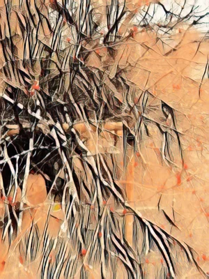 Ian Jones, Eatern Palms, Print