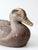 1950s General Fibre Ariduk Mallard Hen Duck Decoy For Sale - Image 4 of 16