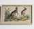 Wood Set of Four Antique Georgian Hand Coloured Animal Engravings, Early 19th Century For Sale - Image 7 of 12