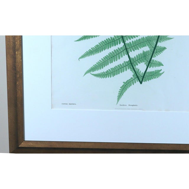 Henry Bradbury Nature-Printed Fern Botanical Prints, Set of Four, Framed For Sale - Image 15 of 18