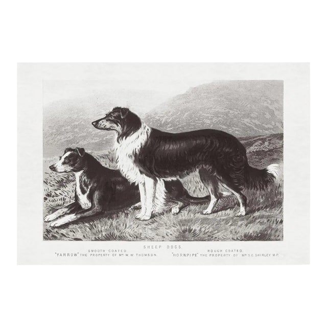Cassell Dogs; Sheep Dogs, Unframed Artwork For Sale