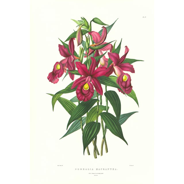 Large 1973 Orchid Flower Lithograph "Sobralia Macrantha" (Large-Flowered Sobralia) After James Bateman For Sale