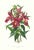 Large 1973 Orchid Flower Lithograph "Sobralia Macrantha" (Large-Flowered Sobralia) After James Bateman For Sale