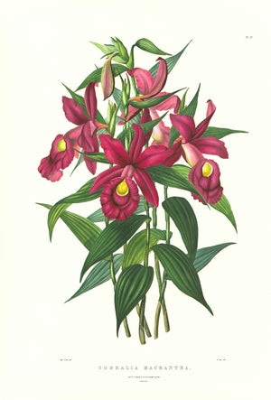 Large 1973 Orchid Flower Lithograph "Sobralia Macrantha" (Large-Flowered Sobralia) After James Bateman