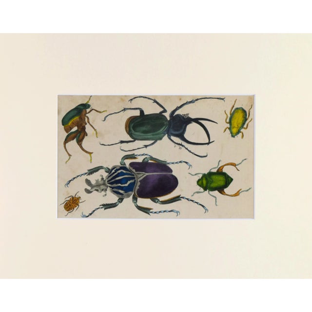 19th Century hand colored engraving of beetles by A. Fullarton & Co., London for "A History of the Earth and Animated...