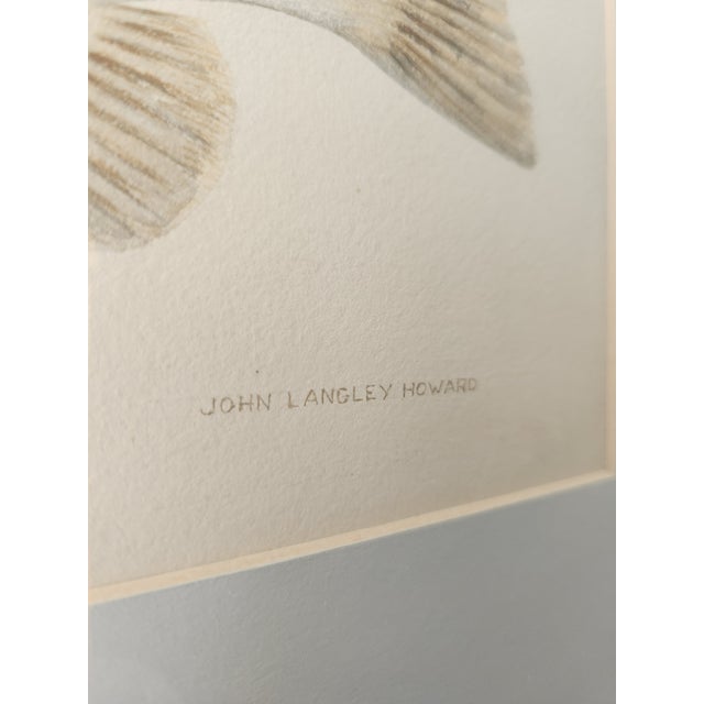 Paper John Langley Howard 1960s Bass Fish Watercolor Painting Scientific Illustration For Sale - Image 7 of 11