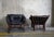 Exclusive pair of armchairs, made in Germany in the 1970s. Dark rattan covered in leather clad cushions, in very good...