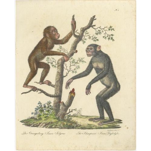 Karl Joseph Brodtmann, Orangutan & Chimpanzee, 1816, Lithograph For Sale - Image 9 of 9