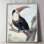 This antique Toucan print is beautifully restored and printed on 100% cotton archival fine art paper (255gsm). Unframed...