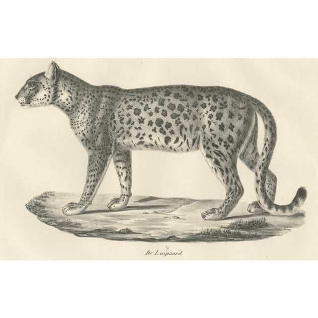 19th-century lithograph of the leopard in a graceful standing pose this finely detailed 19th-century lithograph features...