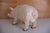 Vintage Large Butcher's Pig Shop Display, Former Czechoslovakia, 1980s For Sale - Image 4 of 12
