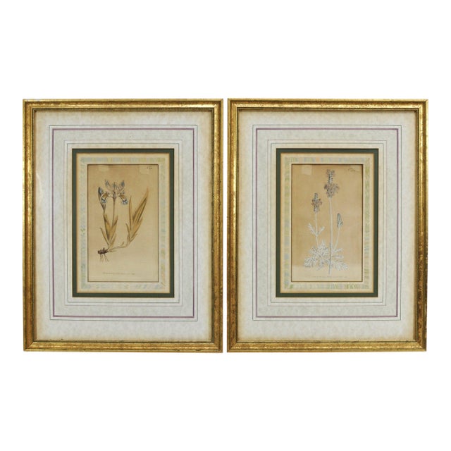 Late 18th Century William Curtis Botanical Engravings, 1798, Pair in Custom Gilt Frames For Sale