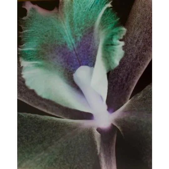 "Orchid" Contemporary Botanical Still Life Photograph by Carol Drobek For Sale