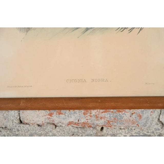 John Gould "Ciconia Nigra-Black Stork" Bird Print For Sale - Image 5 of 7