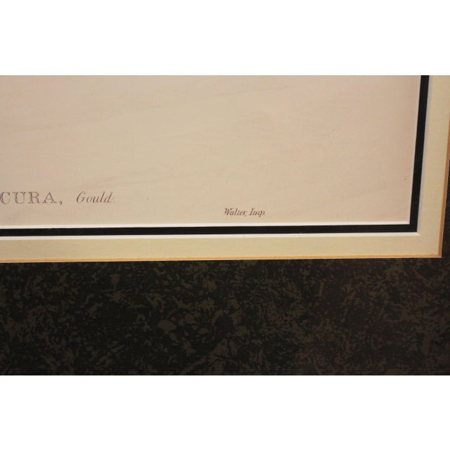 1970s English Framed Reproduction of Gould's White Tailed Robin Lithograph For Sale In Raleigh - Image 6 of 10