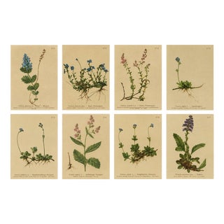 After Anton Hartinger, Alpine Speedwell and Wulfenia Botanical Plates, 1897, Prints, Set of 8 For Sale