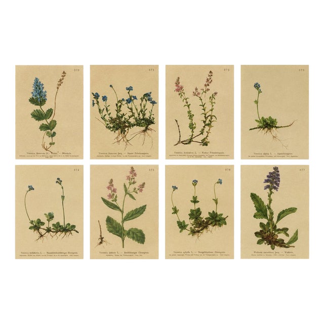 After Anton Hartinger, Alpine Speedwell and Wulfenia Botanical Plates, 1897, Prints, Set of 8 For Sale