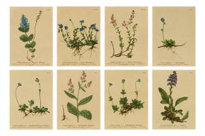 After Anton Hartinger, Alpine Speedwell and Wulfenia Botanical Plates, 1897, Prints, Set of 8