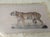 John-Richard Framed Nature Prints of a Tiger & Wildcat Pair Faux Tortoiseshell Wood 16x12.5 For Sale - Image 9 of 15