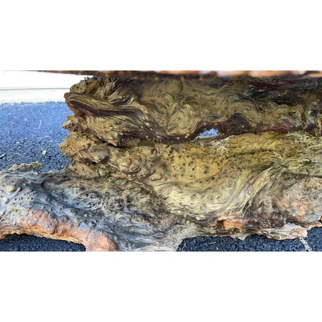 Wood 1970s Redwood Burl Coffee Table with Root Base For Sale - Image 7 of 13
