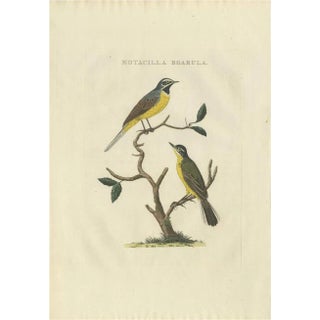 Sepp, Houttuyn & Nozeman, The Yellow Wagtail, 1829, Print For Sale