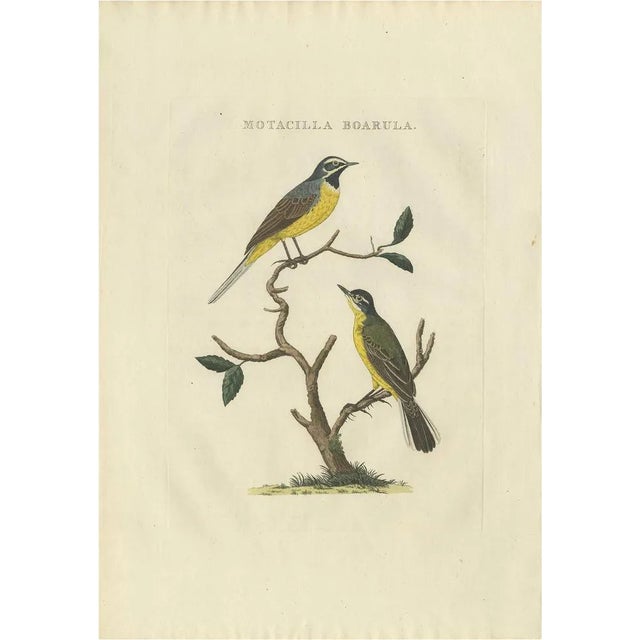 Sepp, Houttuyn & Nozeman, The Yellow Wagtail, 1829, Print For Sale