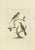 Sepp, Houttuyn & Nozeman, The Yellow Wagtail, 1829, Print For Sale