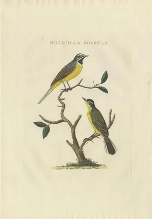 Sepp, Houttuyn & Nozeman, The Yellow Wagtail, 1829, Print