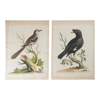 Antique George Edwards Hand Colored Bird Etchings - a Pair For Sale