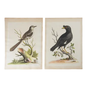 Antique George Edwards Hand Colored Bird Etchings - a Pair