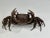 Well made 19th century Japanese Meiji period fulll body Articulated Bronze Crab with dark original patina, Came from...