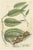 Blackwell, Botanical Illustration of Chinaroot, Print For Sale - Image 6 of 6