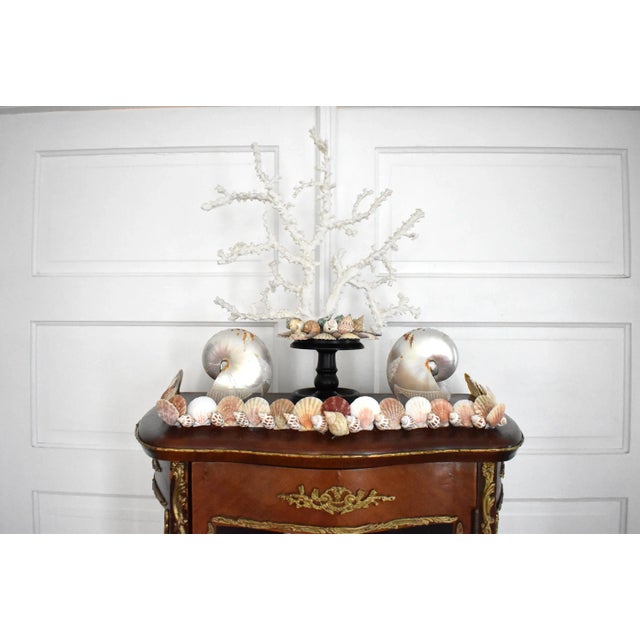 Rococo Kunstkabinett of Shells by Susannah Carson For Sale - Image 3 of 13