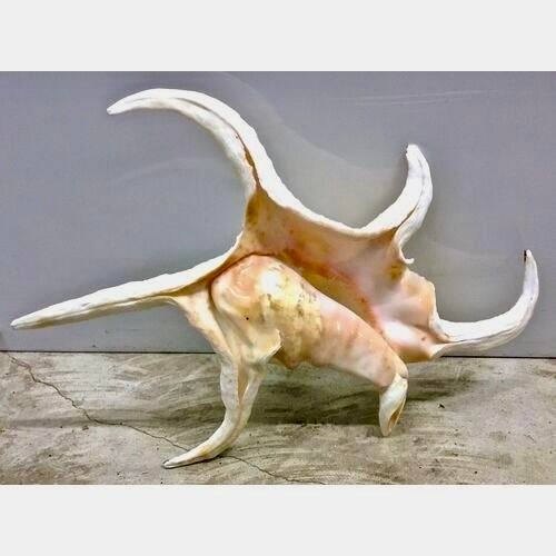 Vintage spider conch style seashell. No maker's marks.