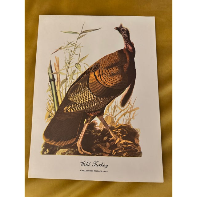 John James Audubon Vintage Audubon Style “Wild Turkey” Ornithological Print, Unframed For Sale - Image 4 of 6