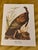 John James Audubon Vintage Audubon Style “Wild Turkey” Ornithological Print, Unframed For Sale - Image 4 of 6