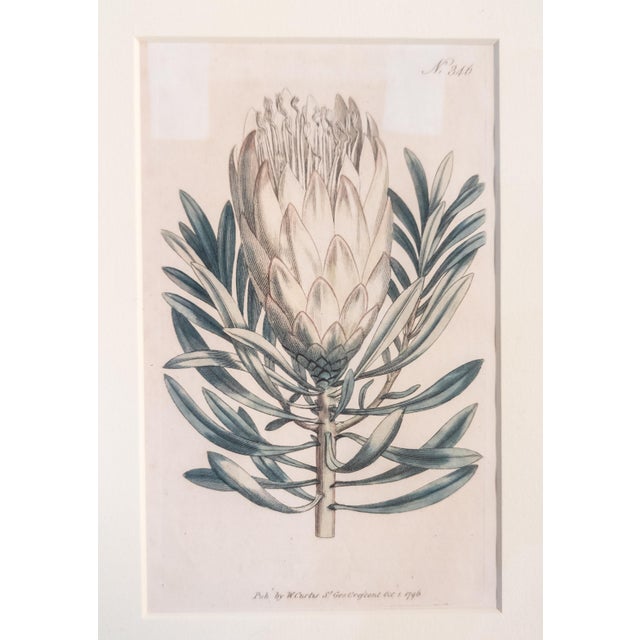 We are selling this 18th Century English Hand Colored Engraving from Curtis’s Botanical Magazine. This framed piece...