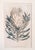 We are selling this 18th Century English Hand Colored Engraving from Curtis’s Botanical Magazine. This framed piece...