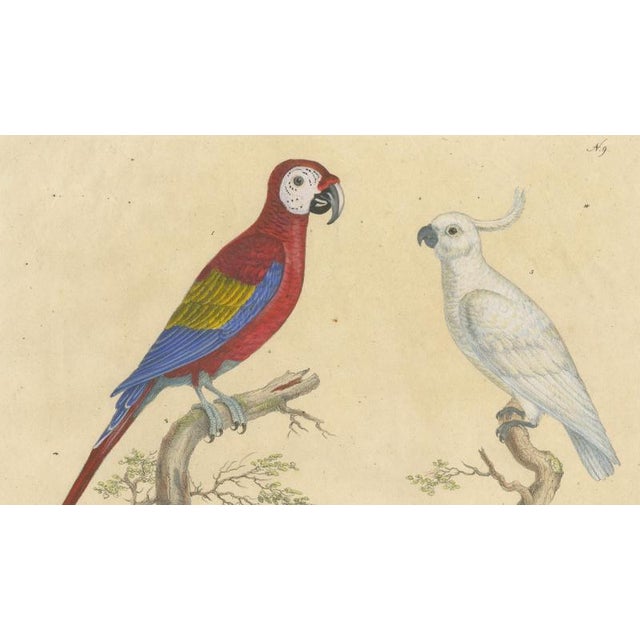 Brodtmann, Macaw, Cockatoo & Amazon Parrots, 1816, Lithograph For Sale - Image 4 of 10