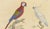 Brodtmann, Macaw, Cockatoo & Amazon Parrots, 1816, Lithograph For Sale - Image 4 of 10