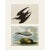 Printmaking Materials Sooty Tern and Fulmar Petrel After Audubon, 1966 Cottage Prints For Sale - Image 7 of 7